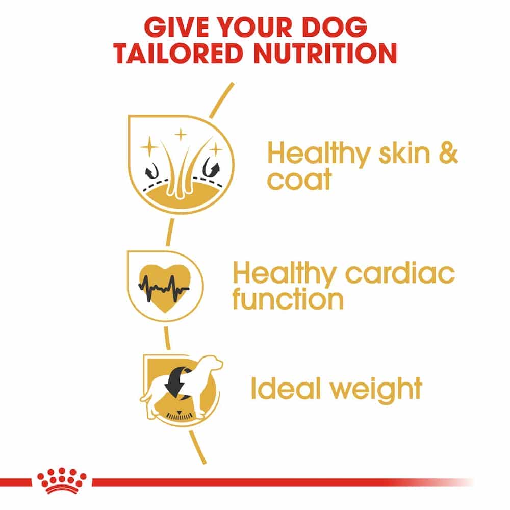 غذای خشک سگ رویال کنین مدل Golden Retriever Adult مناسب سگ رتریور بالغ