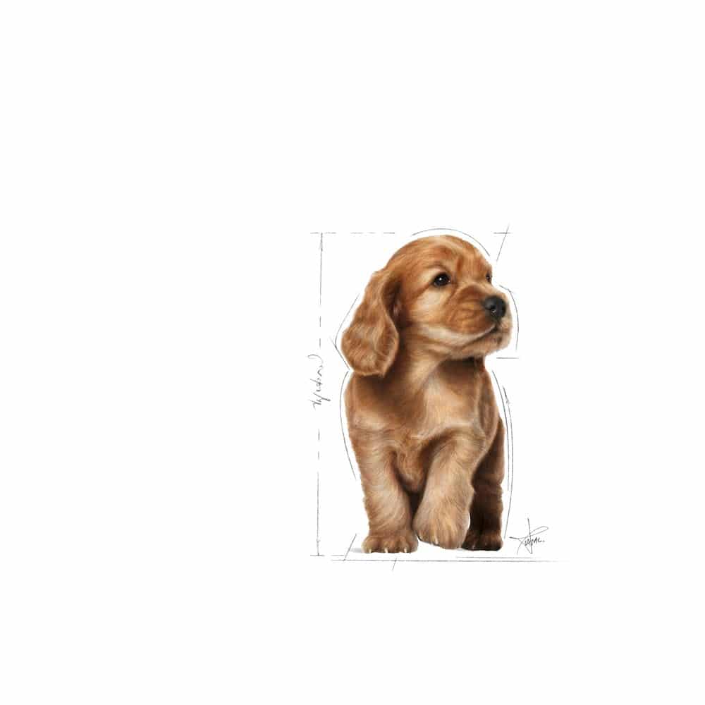 غذای خشک رویال کنین مدل Cocker Spaniel Puppy مناسب کوکر اسپانیل انگلیسی یا آمریکایی
